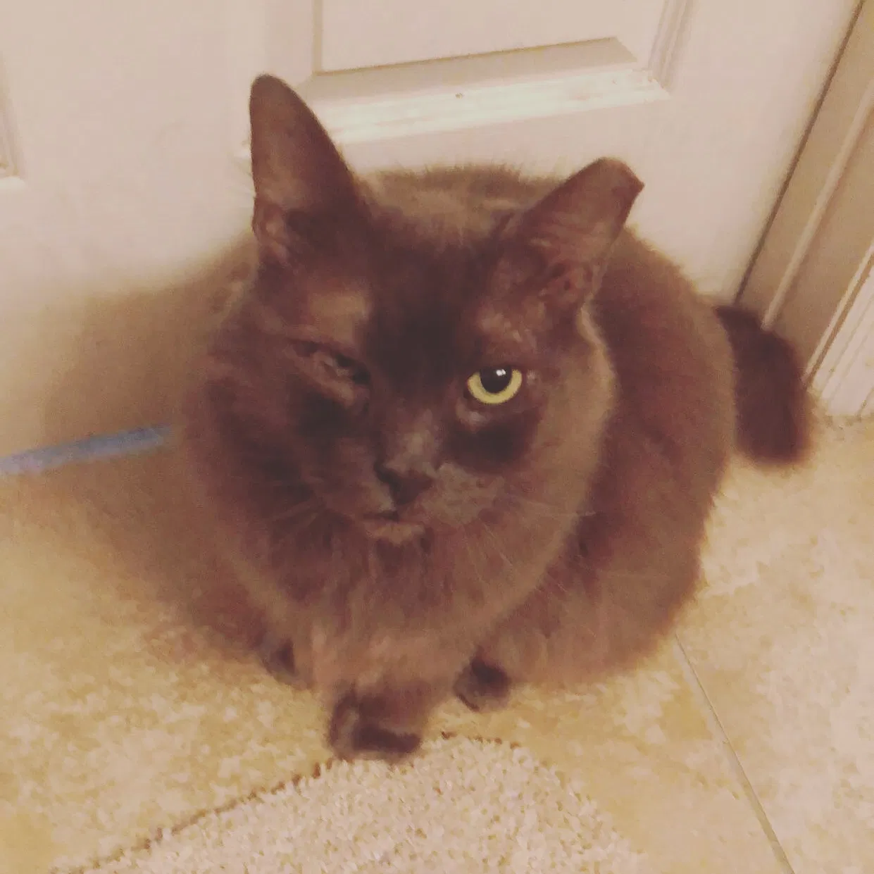 Lost cat in North Port, FL, 34286