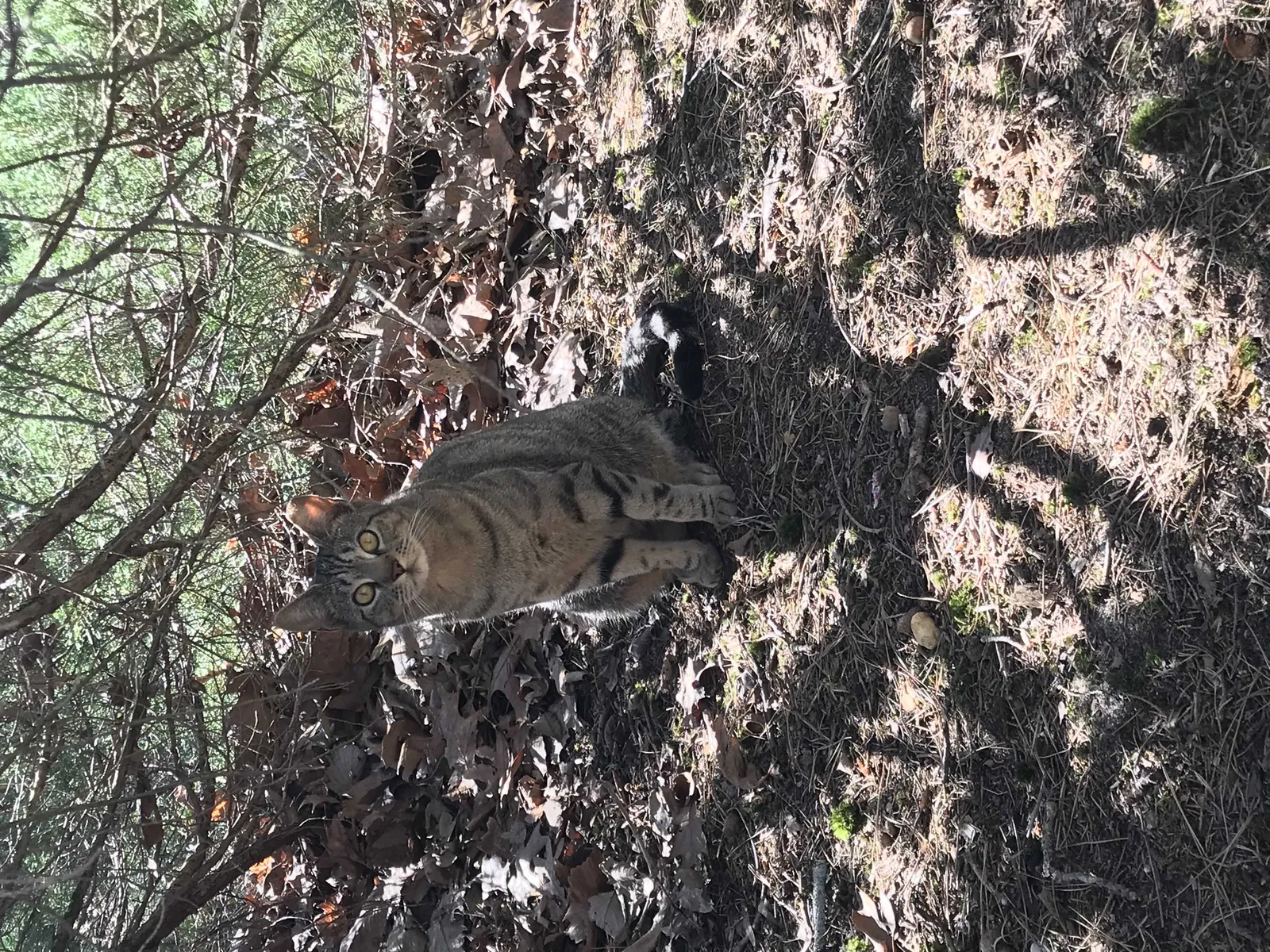 Lost cat in Vincentown, NJ, 8088
