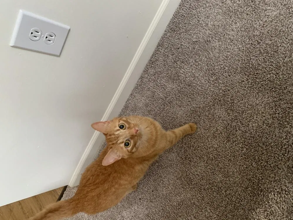 Lost cat in Canonsburg, PA, 15317