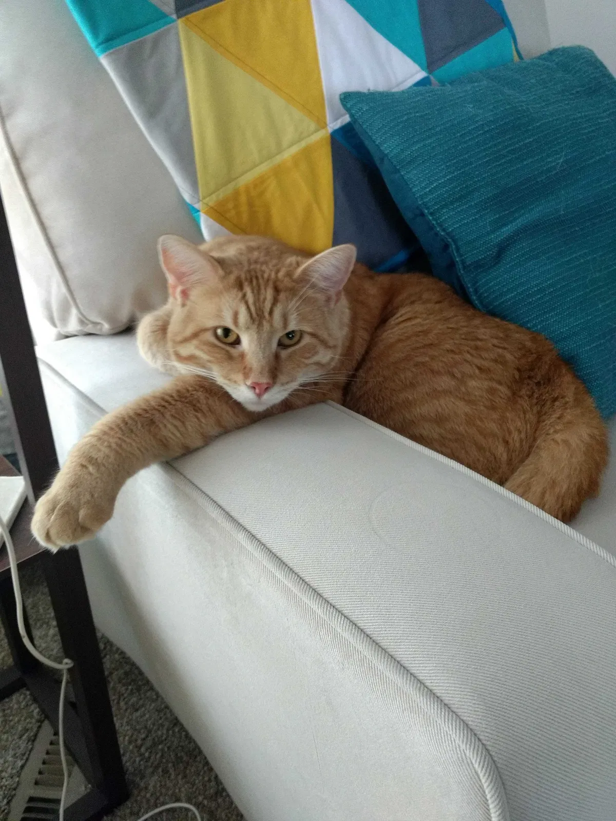 Lost cat in Cleveland, OH, 44126