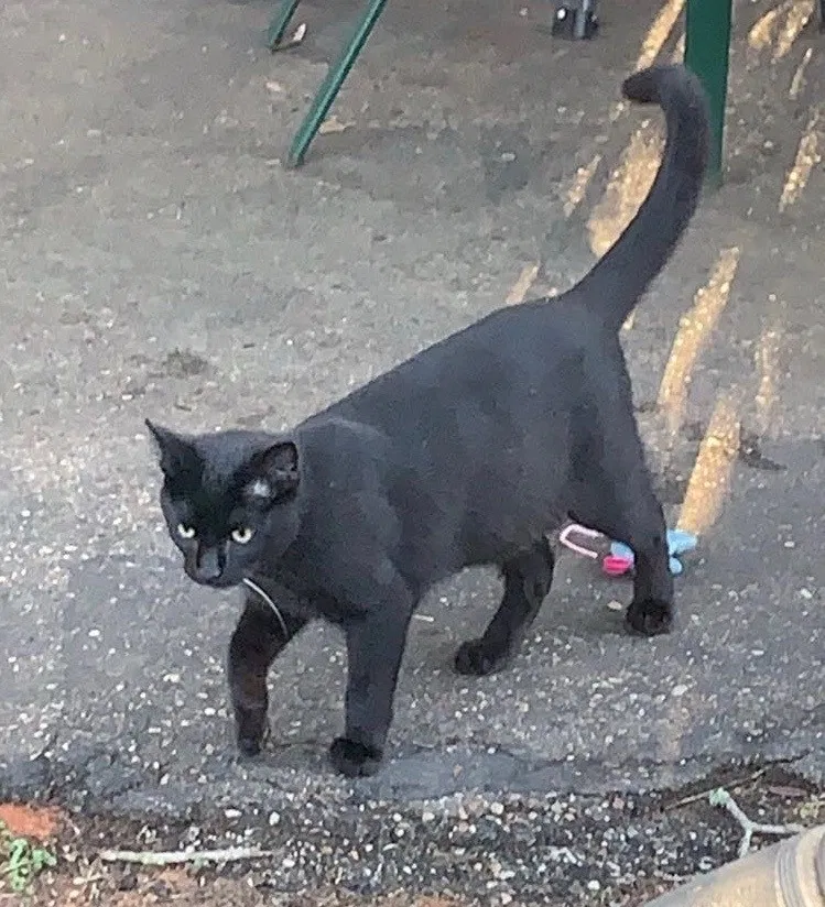 Lost cat in Mobile, AL, 36609