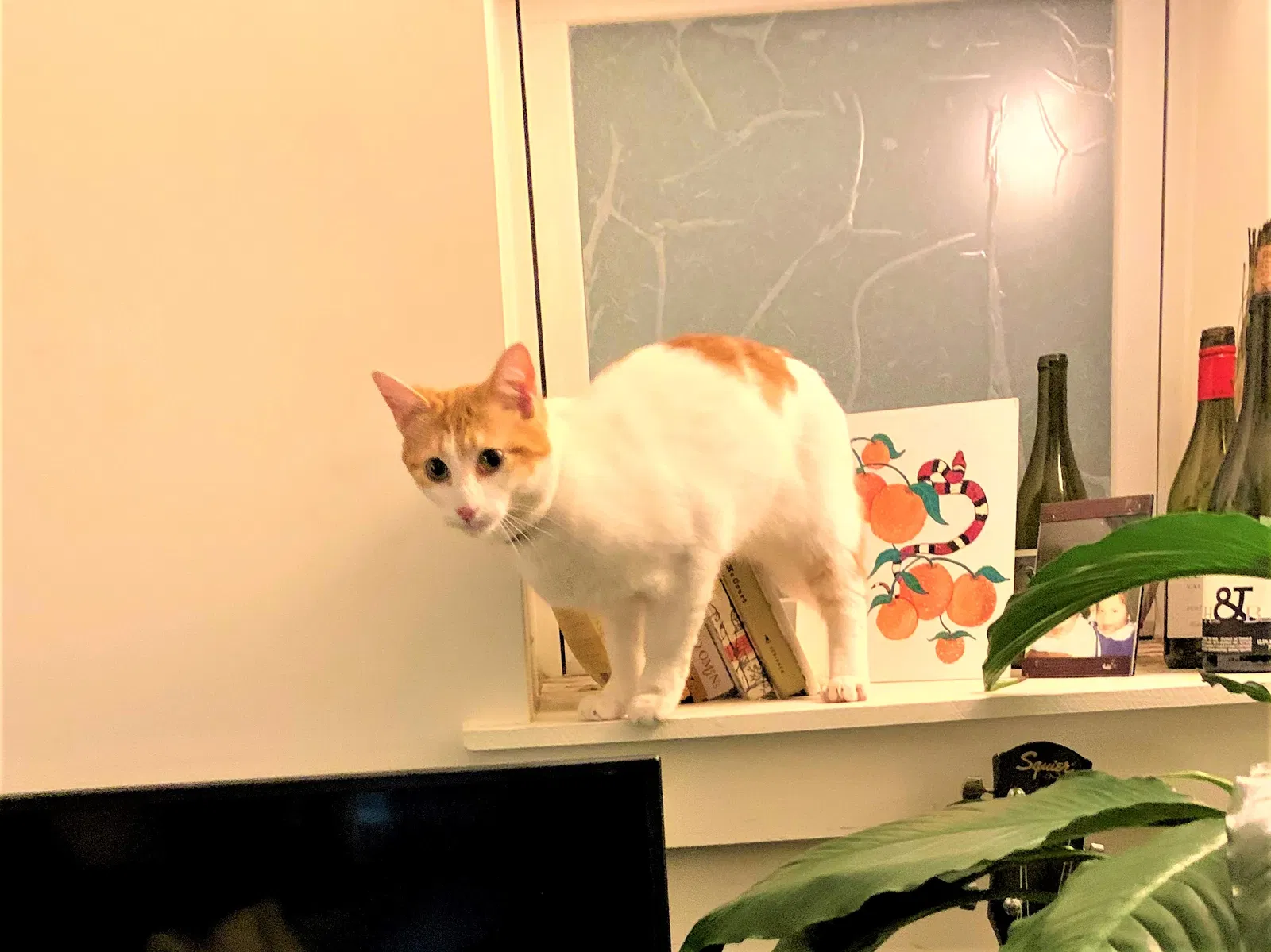 Lost cat in Salt Lake City, UT, 84111