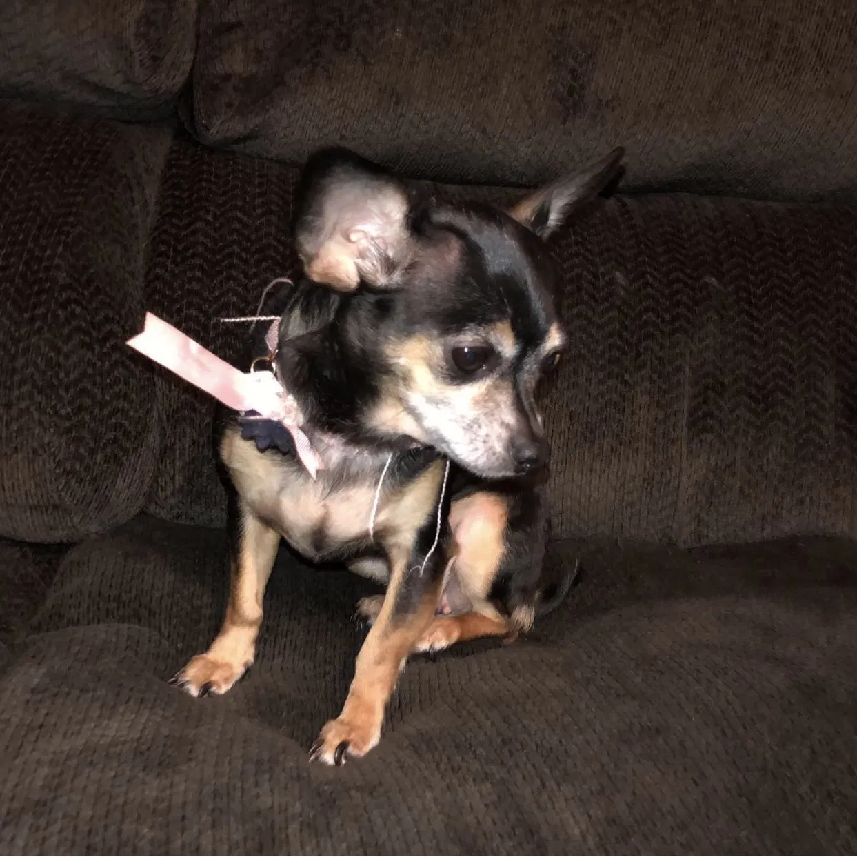 Lost dog in Ashland, VA, 23005