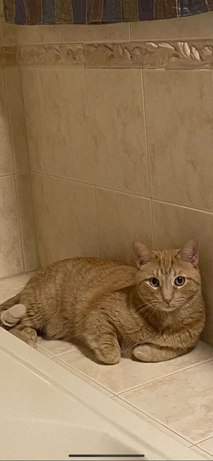 Lost cat in Tinley Park, IL, 60477