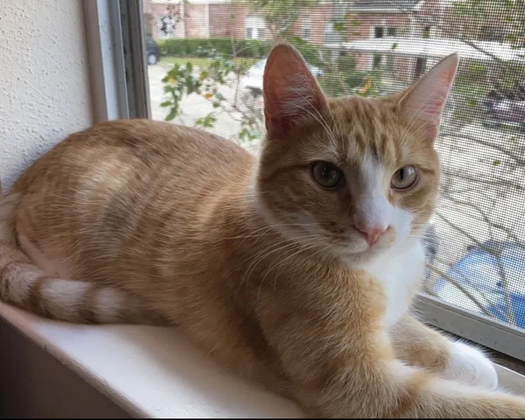Lost cat in Pearland, TX, 77584