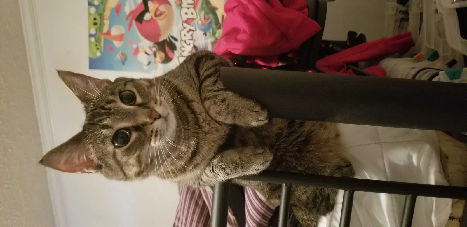 Lost cat in Cameron, NC, 28326