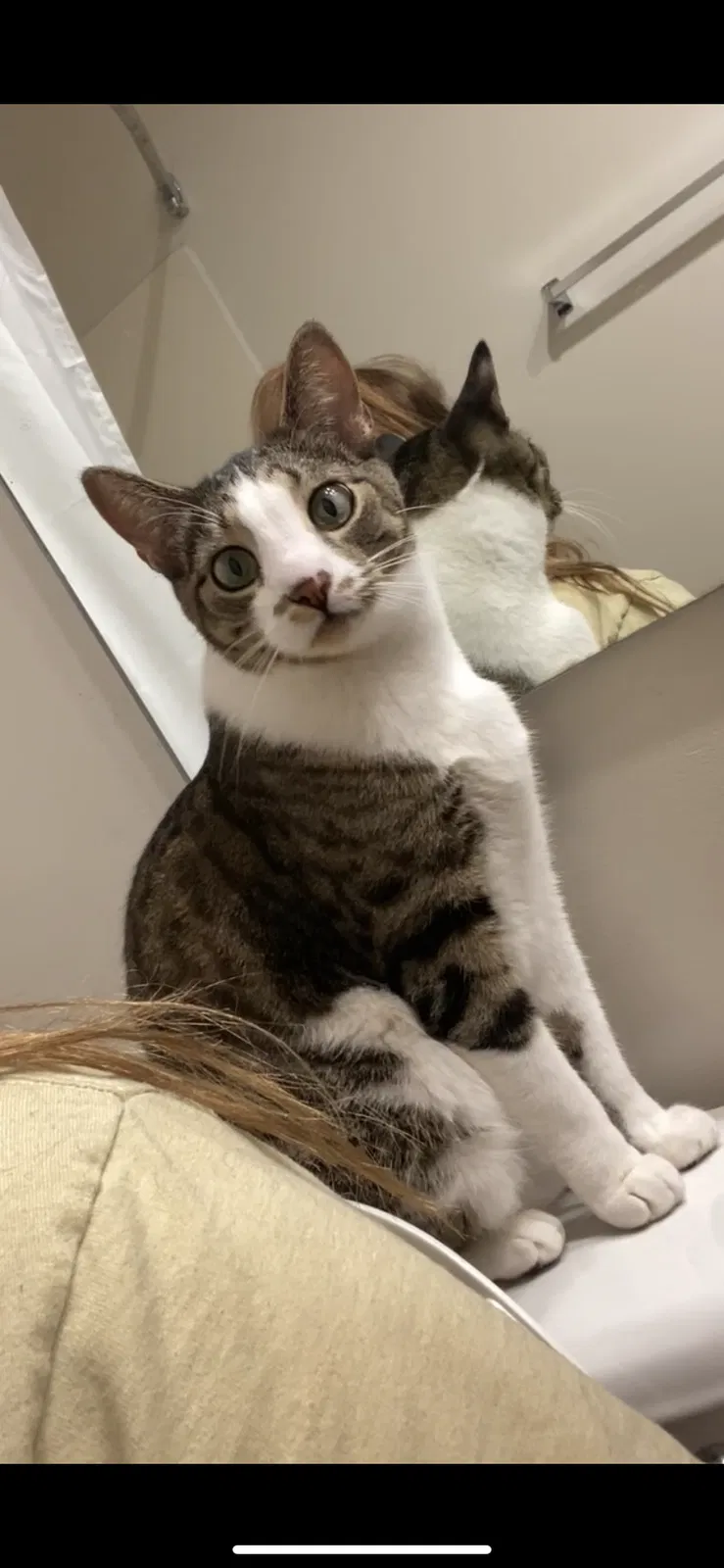 Lost cat in O Fallon, MO, 63366