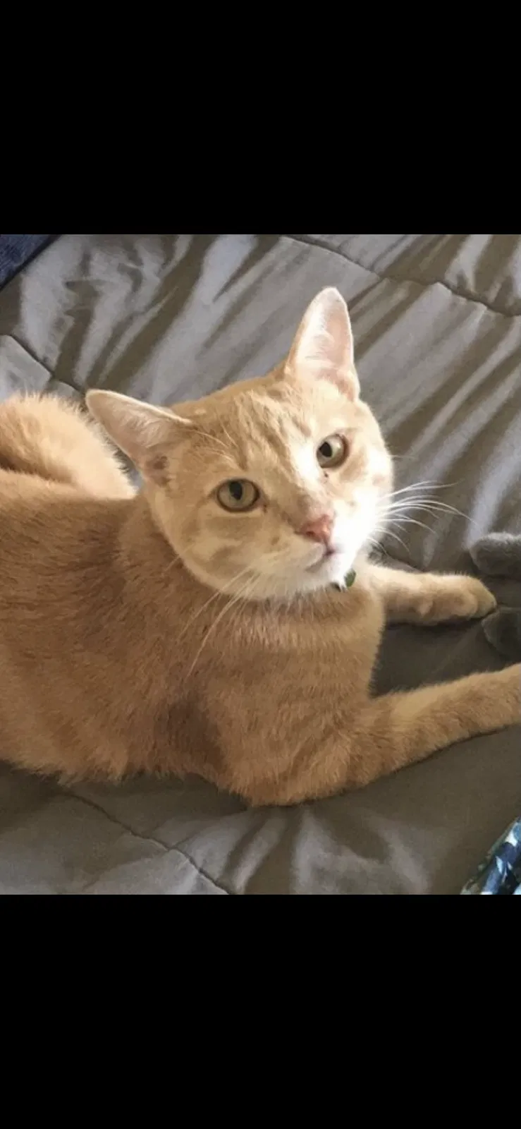 Lost cat in Virginia Beach, VA, 23453