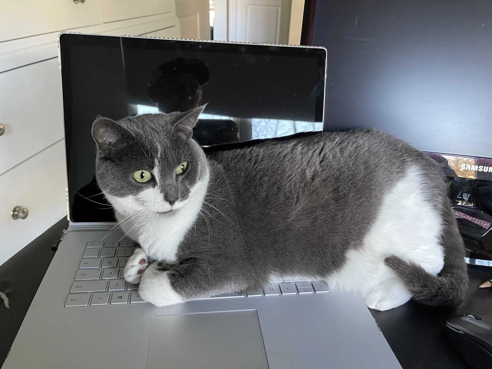Lost cat in Waxhaw, NC, 28173