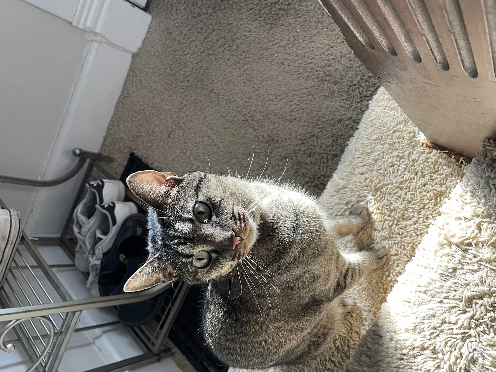 Lost cat in Columbus, OH, 43202