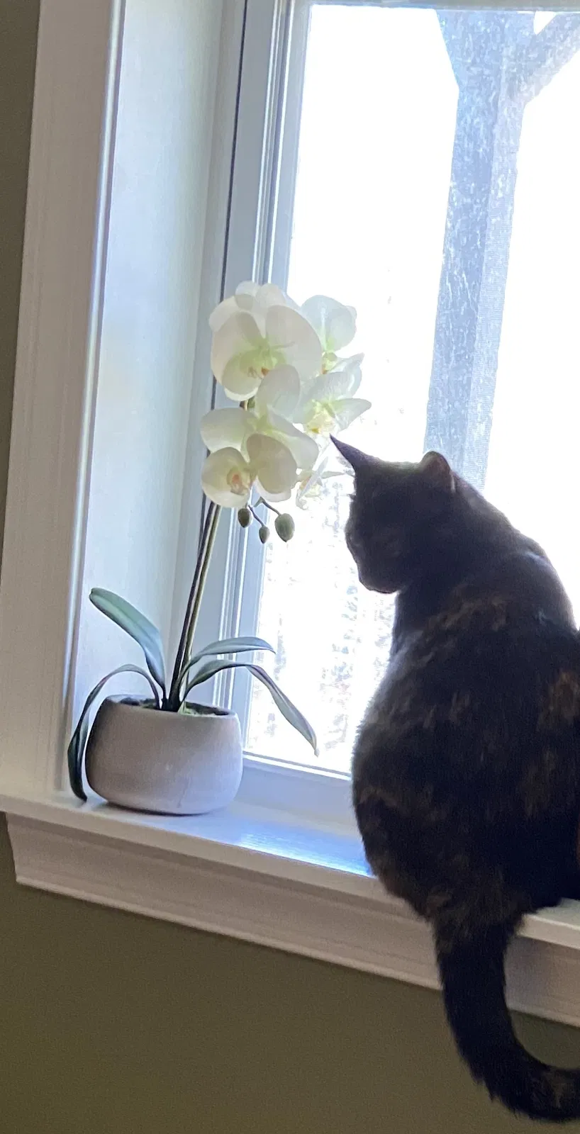 Lost cat in Woodstock, GA, 30188