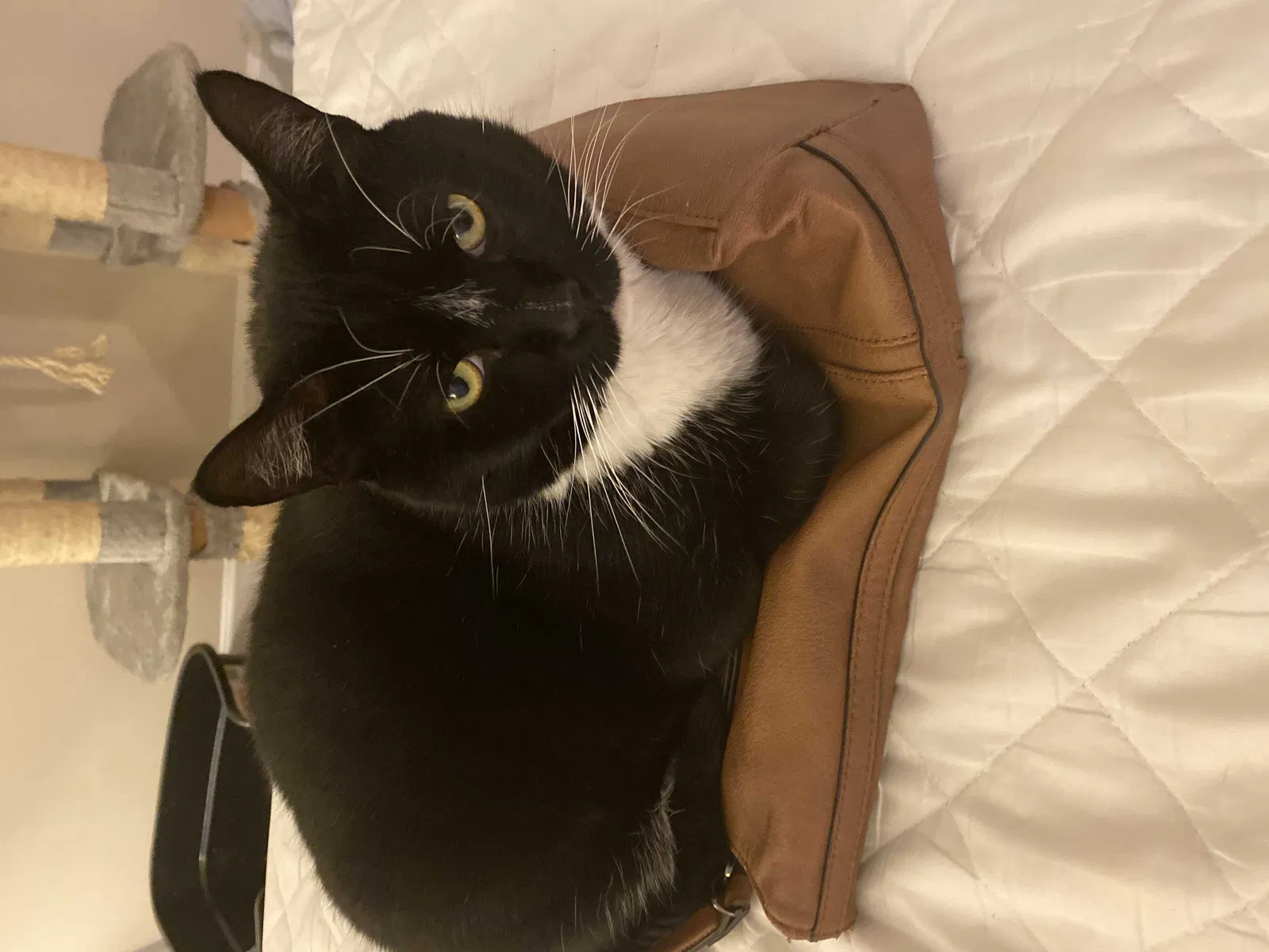 Lost cat in Marietta, GA, 30067