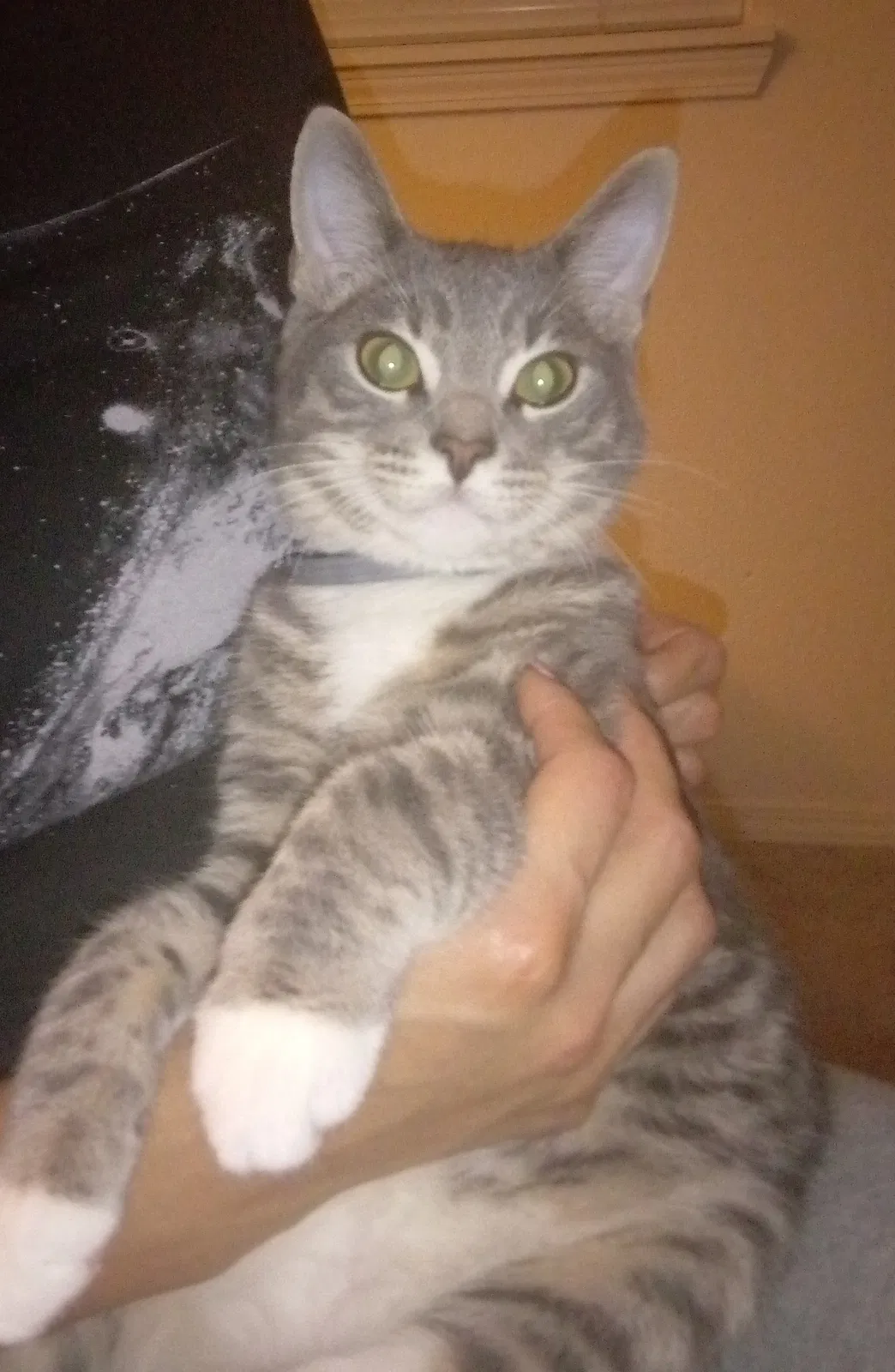 Lost cat in Beaverton, OR, 97006