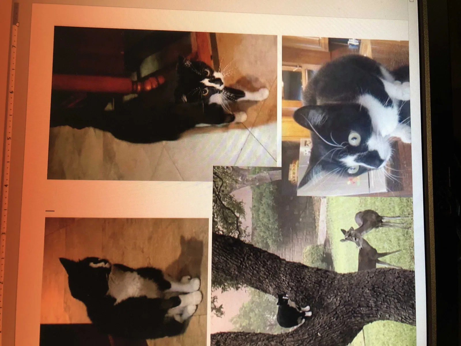 Lost cat in Gainesville, FL, 32606