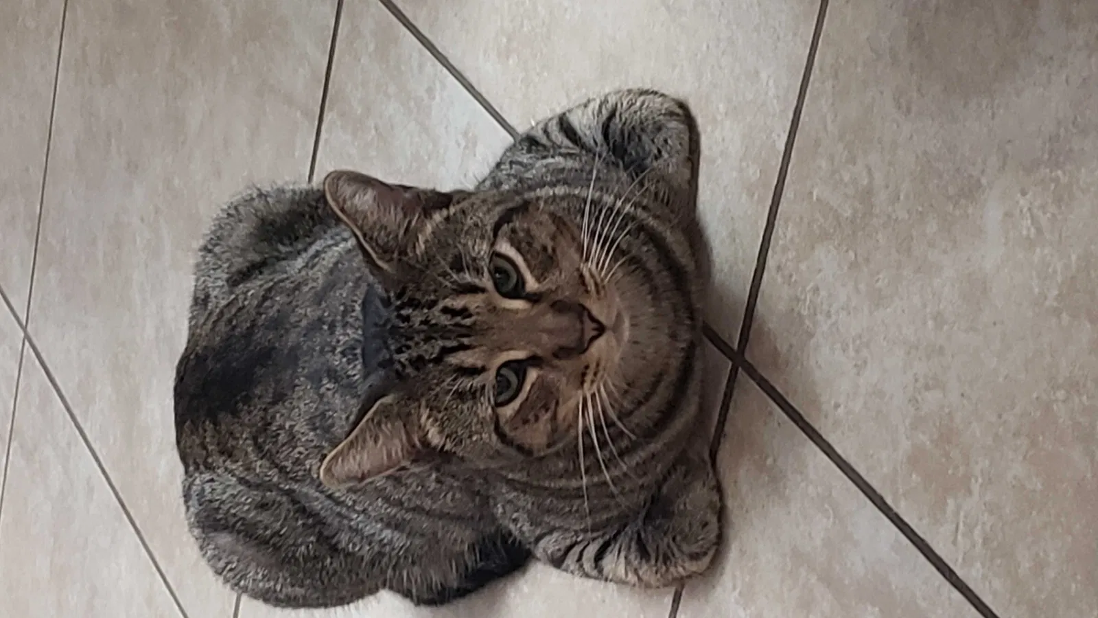 Lost cat in Belleview, FL, 34420