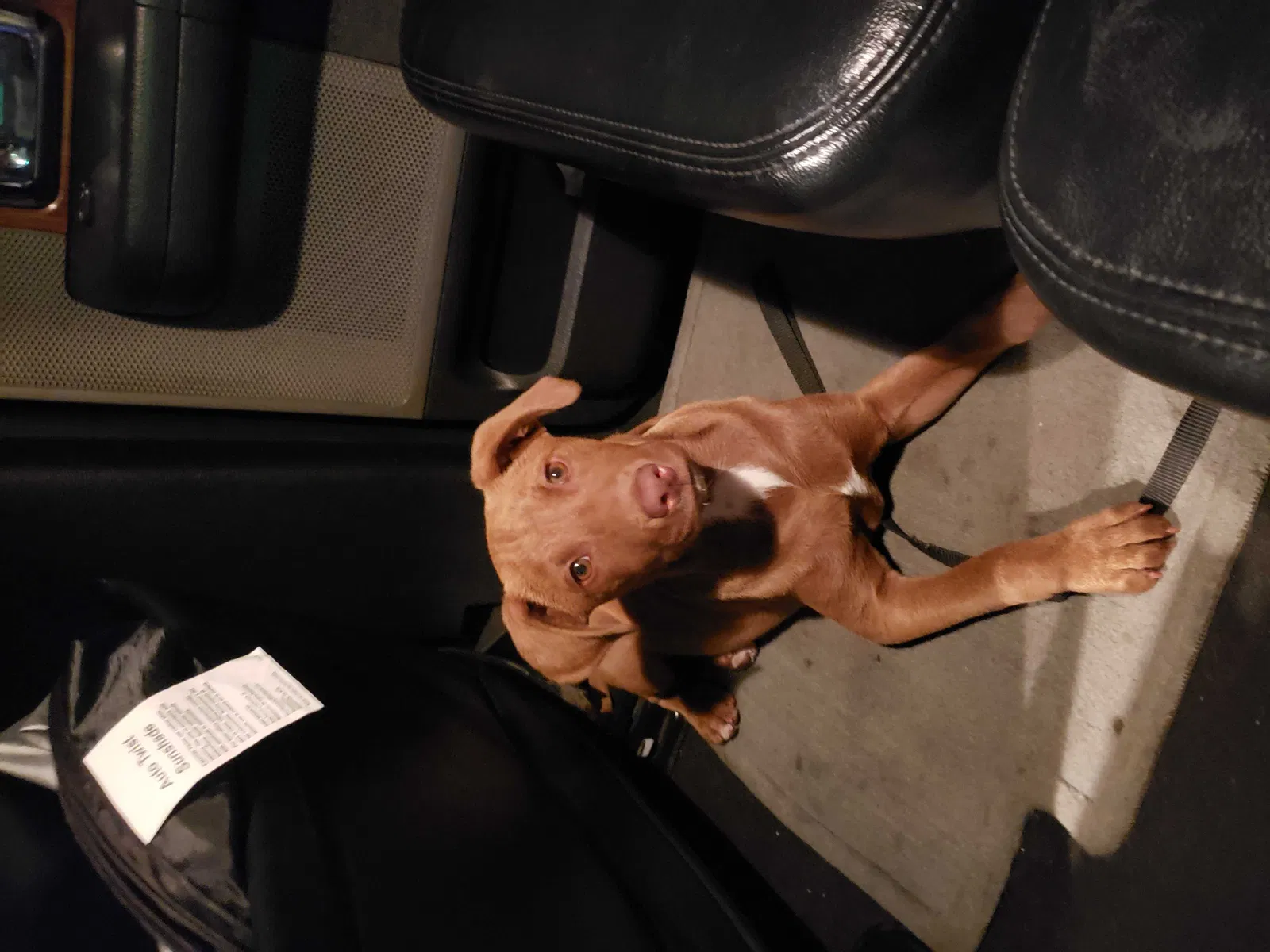 Lost dog in San Diego, CA, 92105