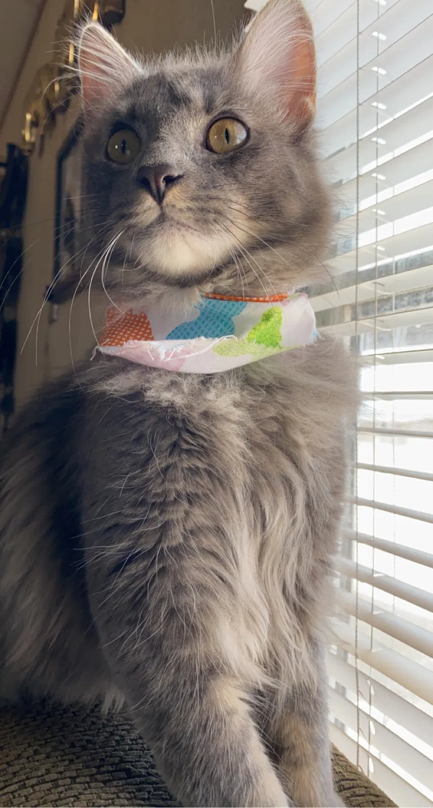 Lost cat in El Paso, TX, 79936