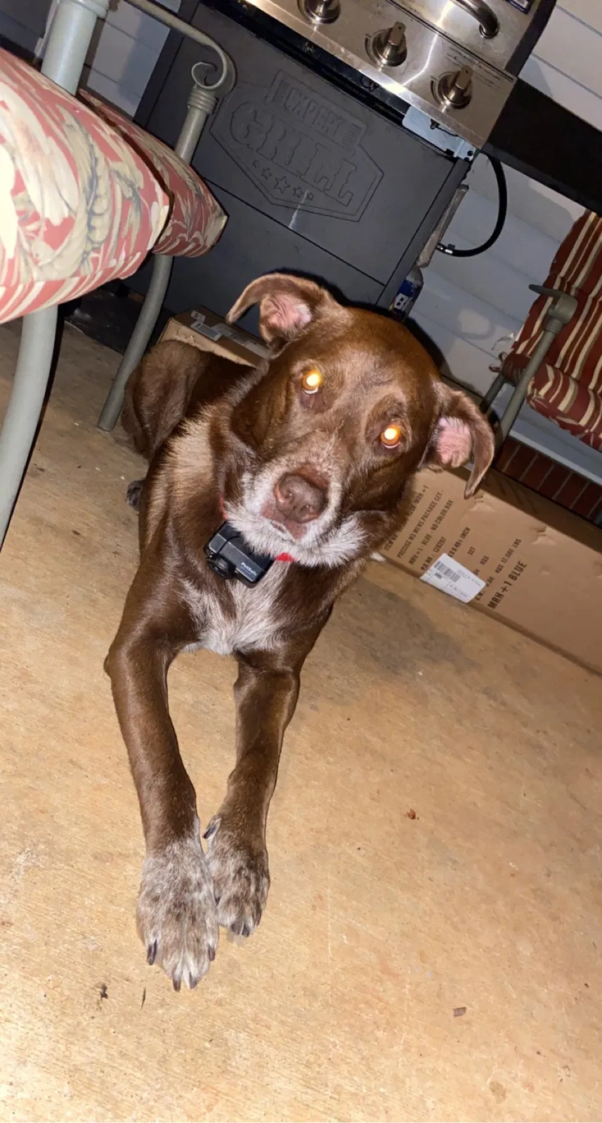 Lost dog in Statesville, NC, 28625
