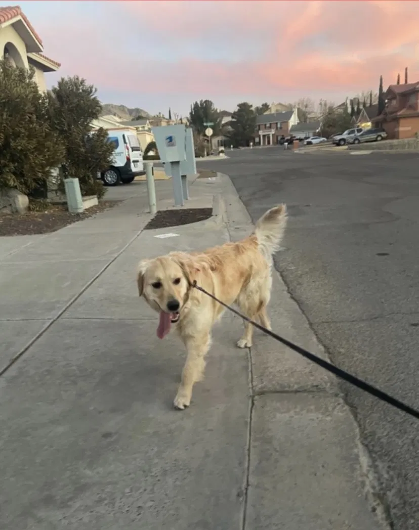 Lost dog in El Paso, TX, 79912