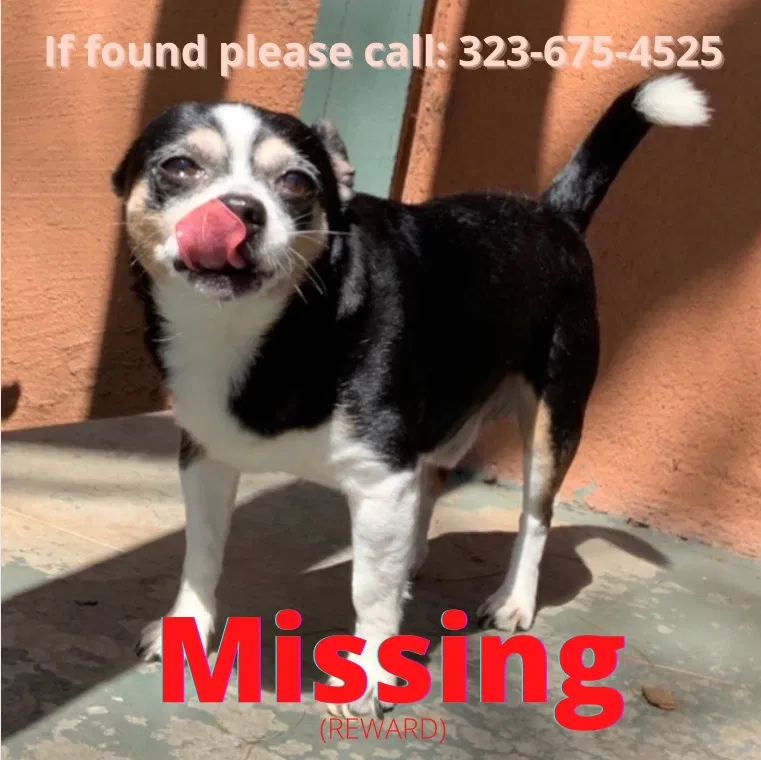 Lost dog in Los Angeles, CA, 90023