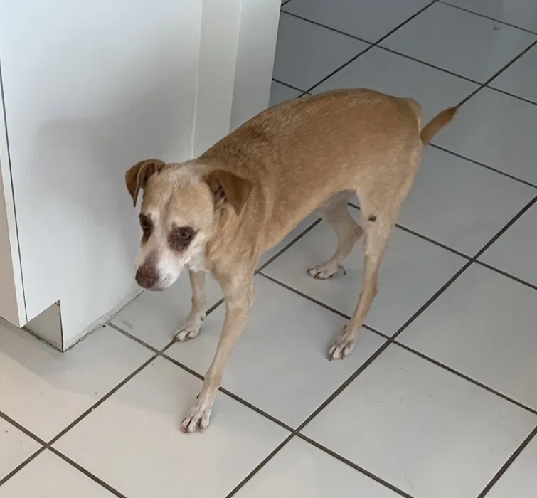 Lost dog in Miami, FL, 33178
