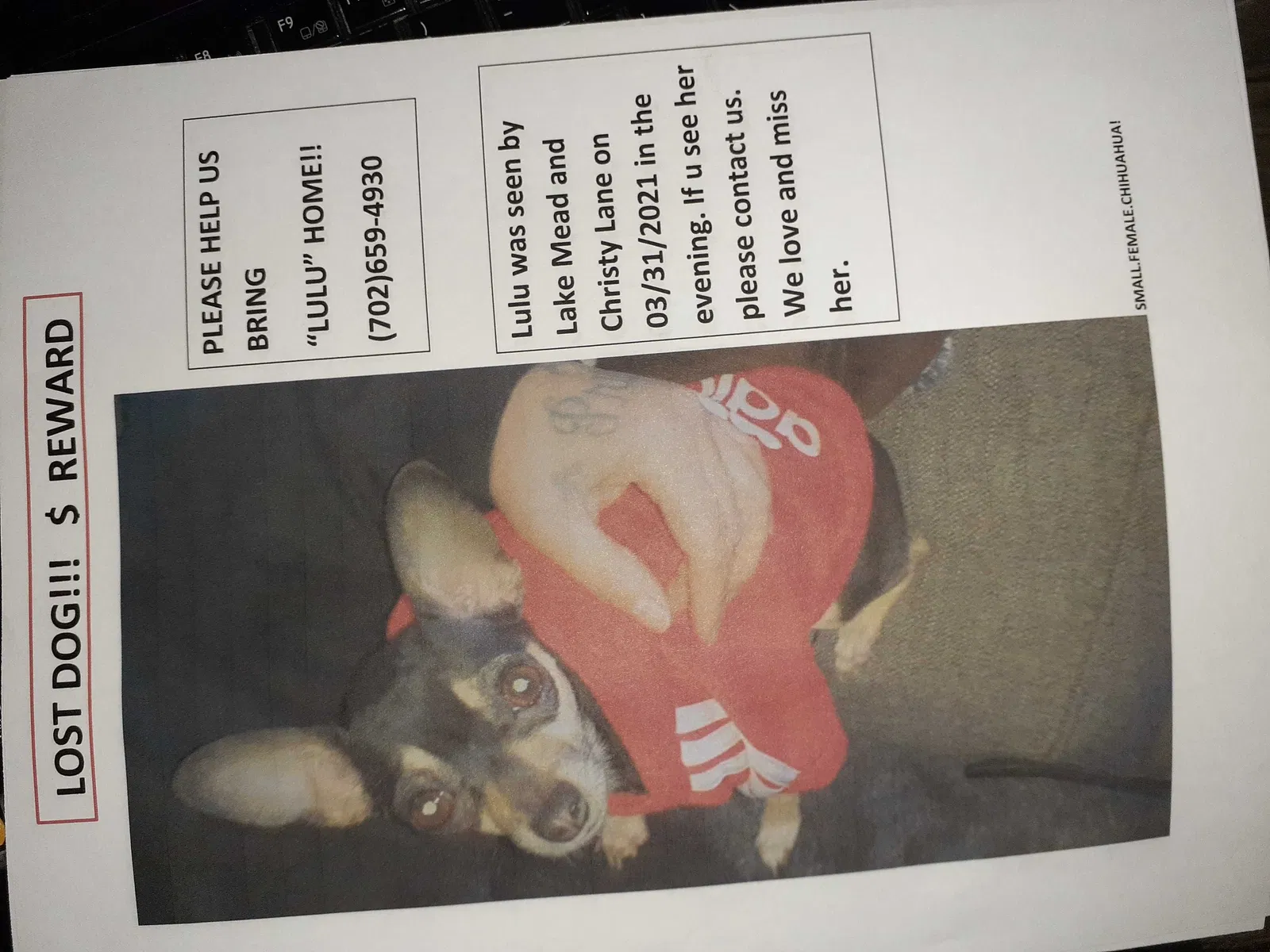Lost dog in Las Vegas, NV, 89156
