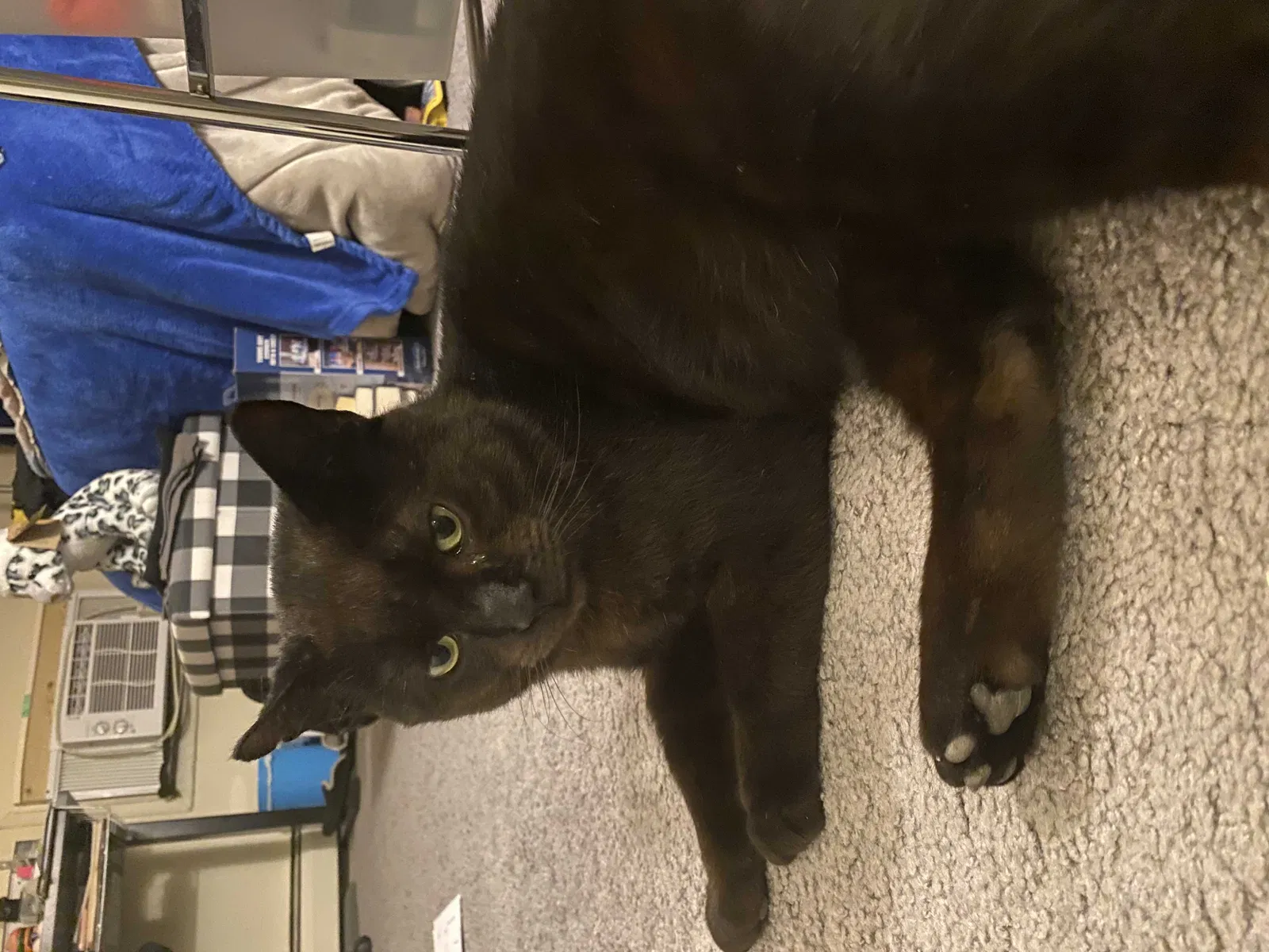 Lost cat in Trenton, NJ, 8620