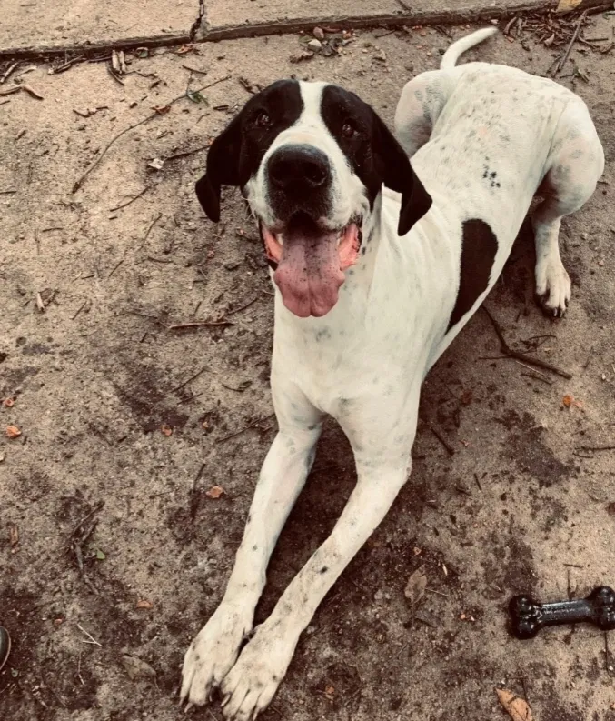 Lost dog in Inola, OK, 74036