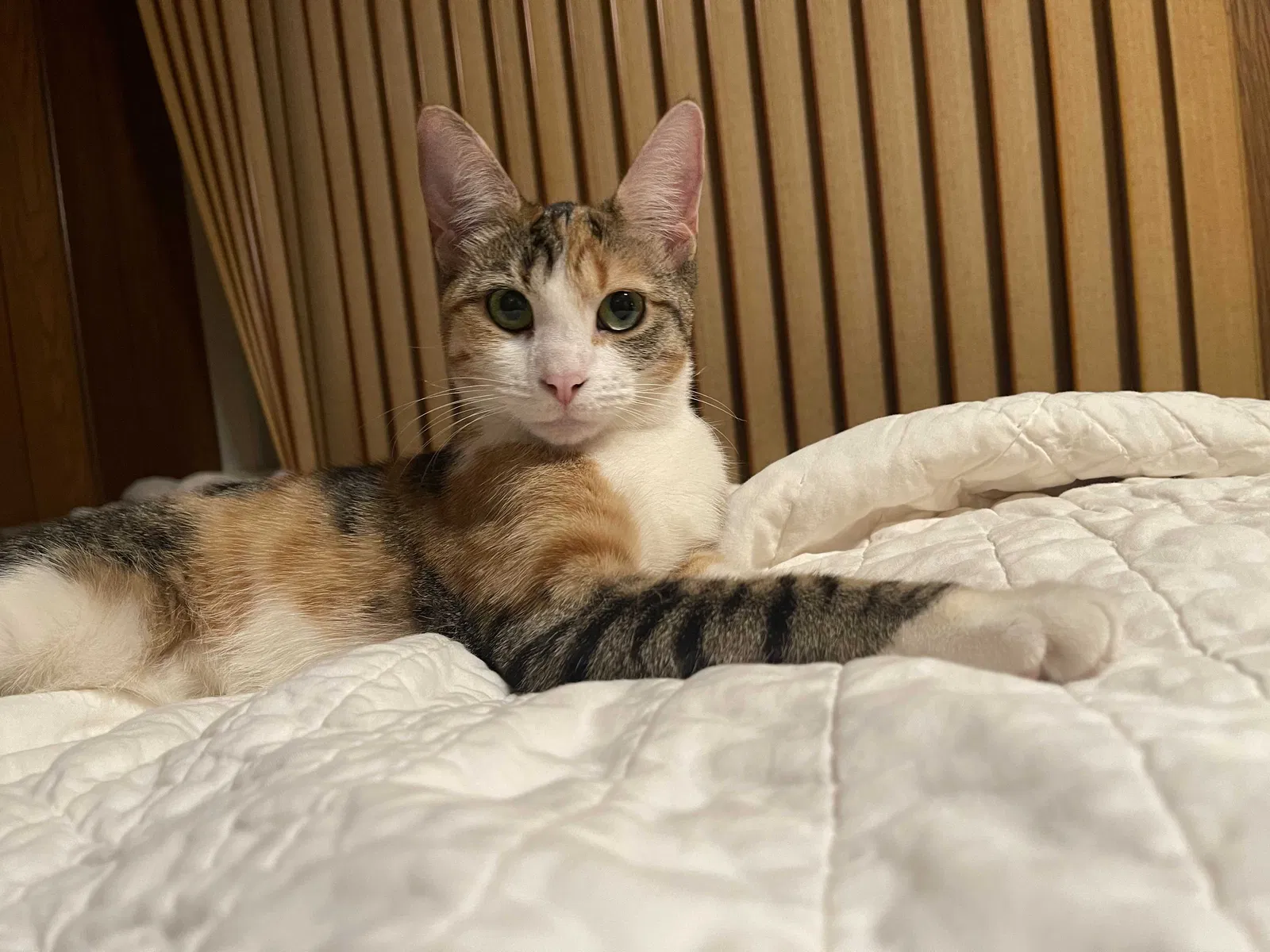 Lost cat in Belleville, NJ, 7109
