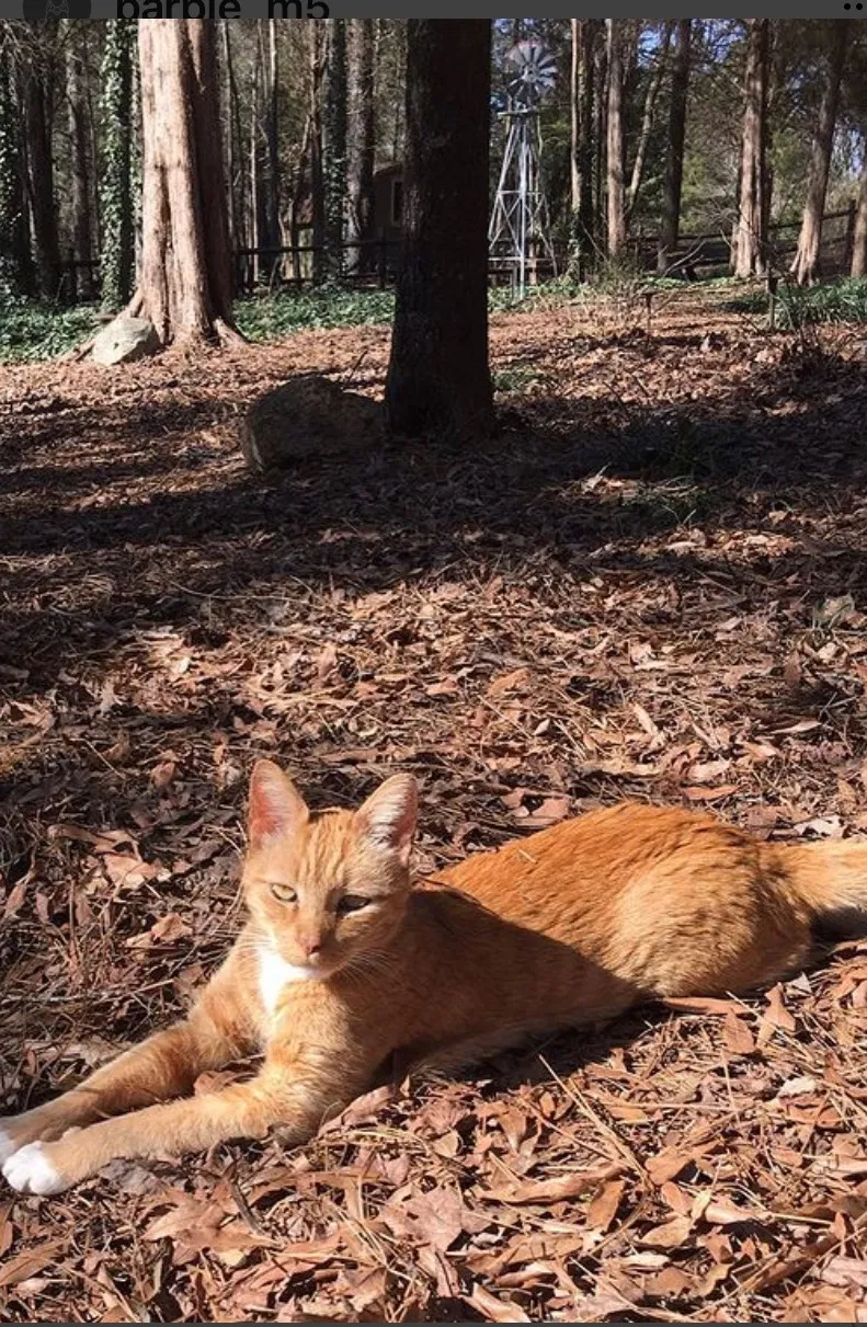 Lost cat in Charlotte, NC, 28277