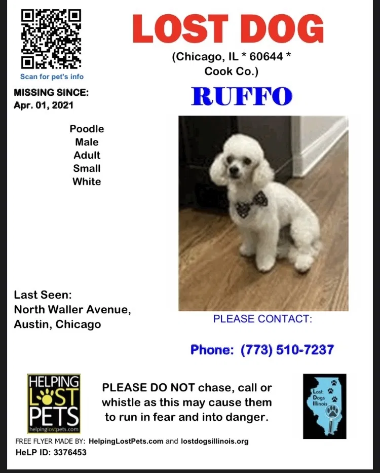 Lost dog in Chicago, IL, 60644
