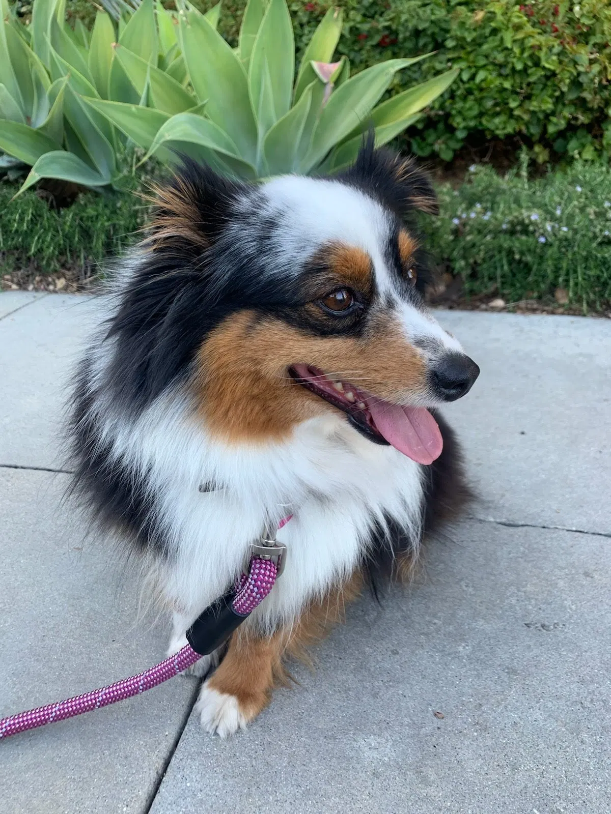 Lost dog in Playa Vista, CA, 90094