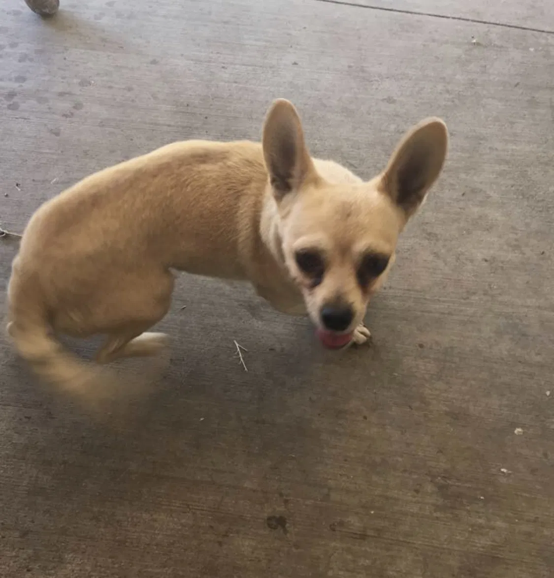 Lost dog in Fontana, CA, 92335