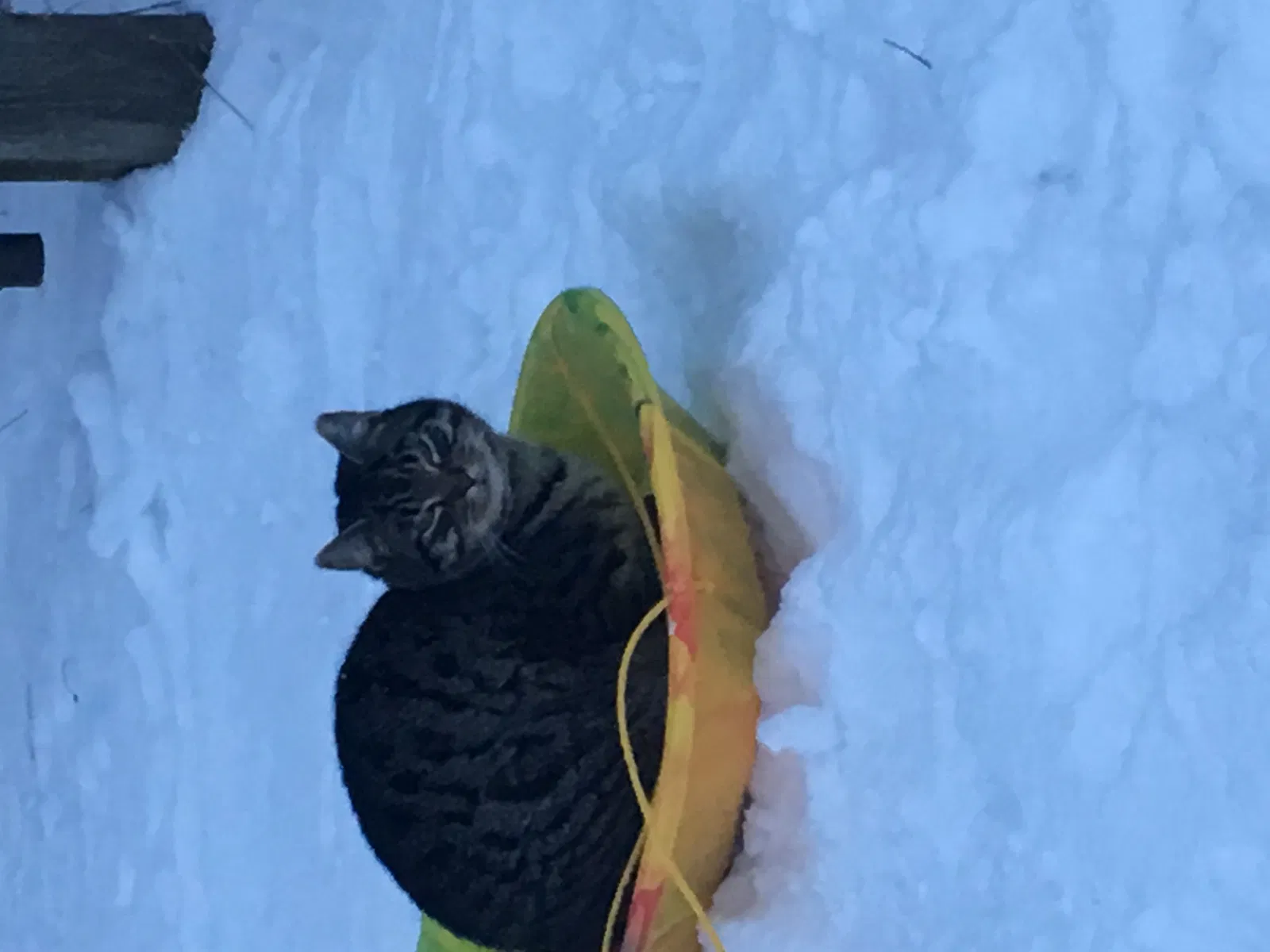 Lost cat in Big Rock, IL, 60511