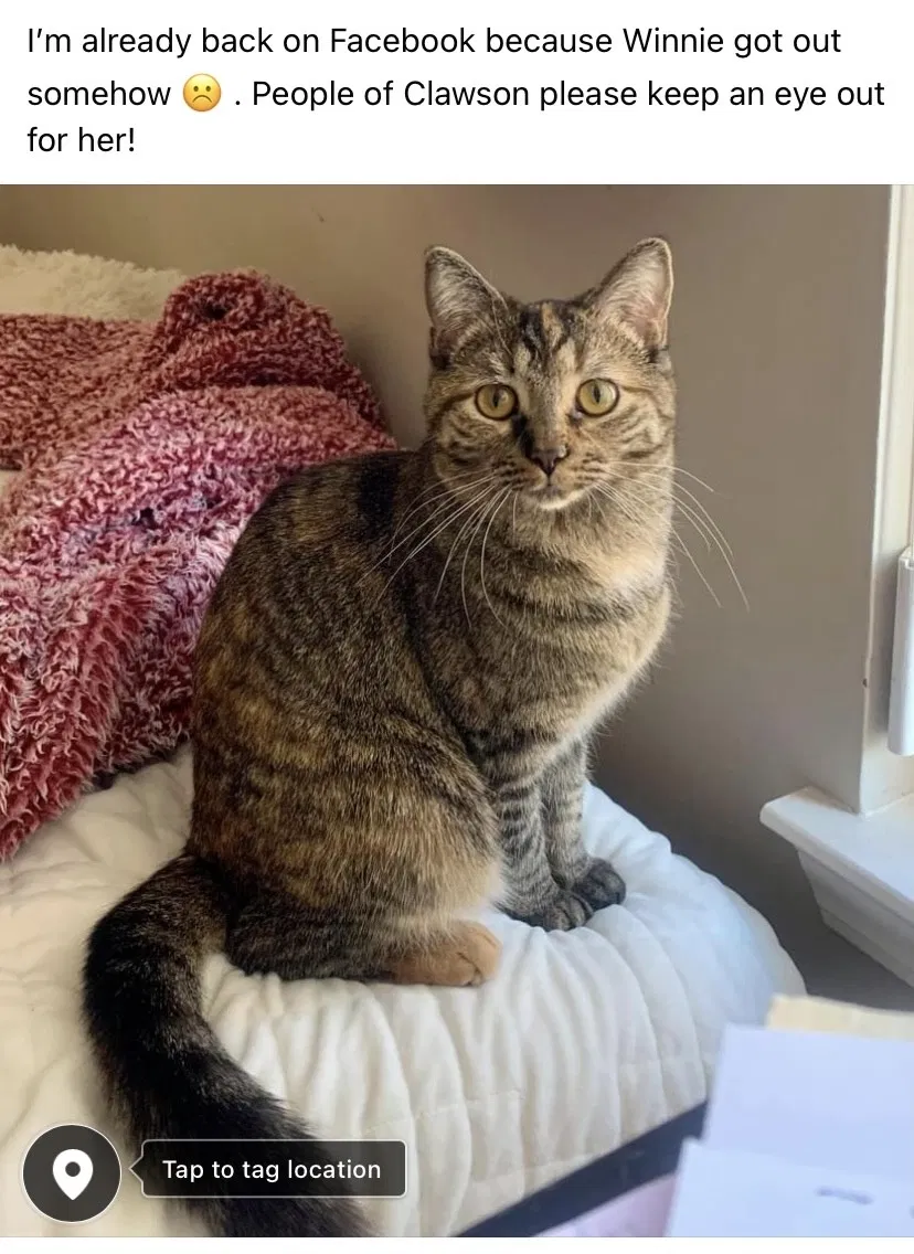 Lost cat in Clawson, MI, 48017