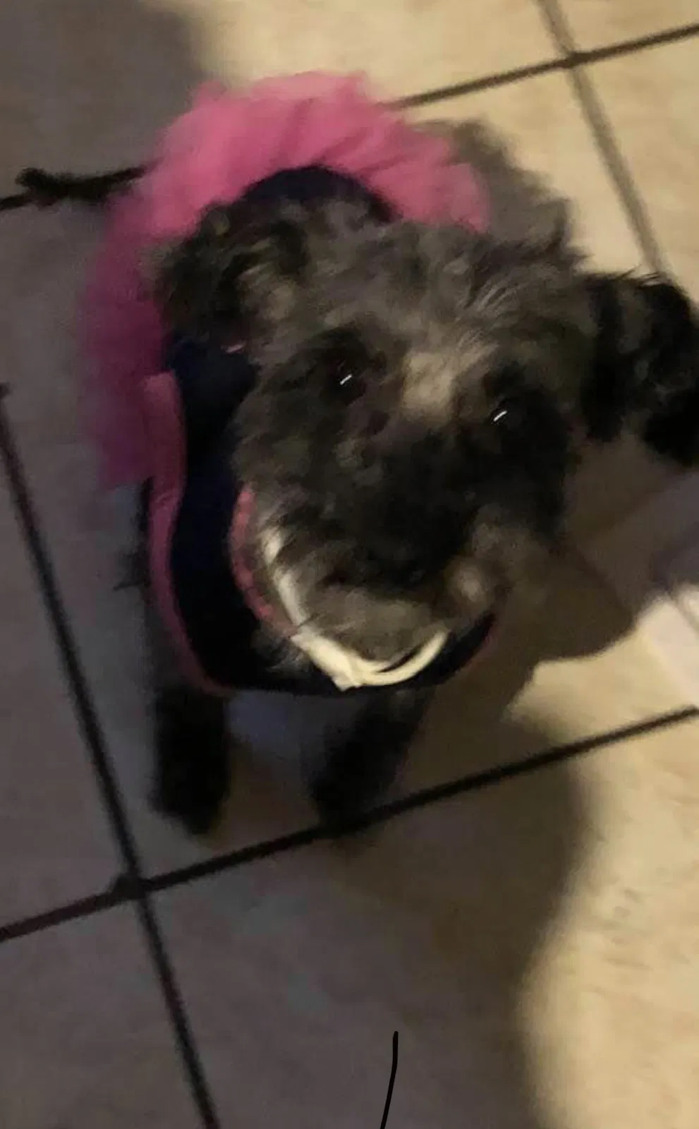 Lost dog in Channelview, TX, 77530
