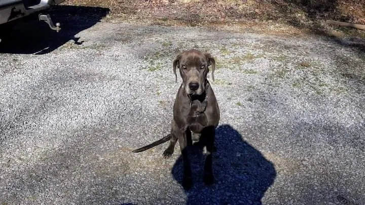 Lost dog in Sevierville, TN, 37876