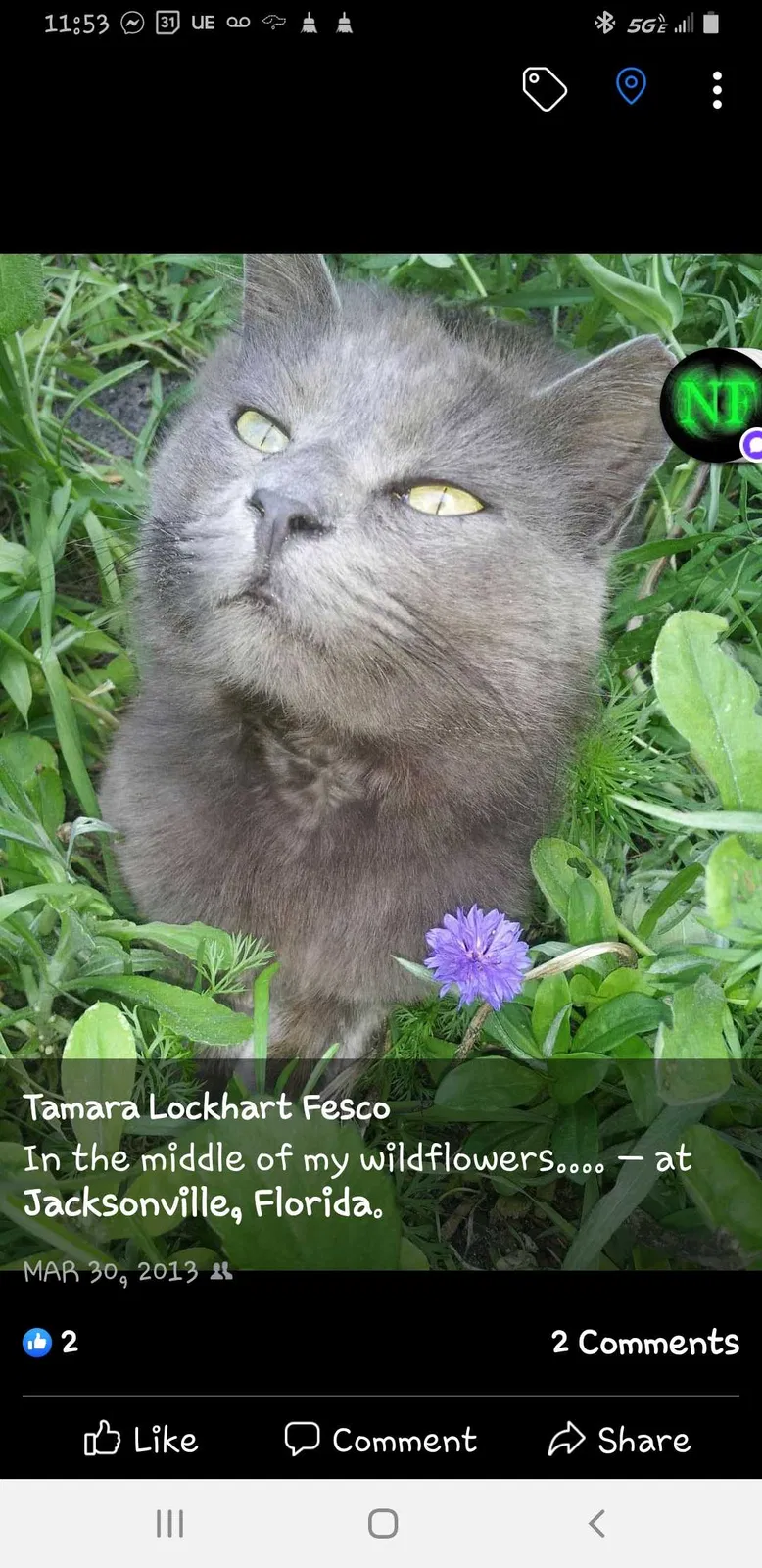 Lost cat in Jacksonville, FL, 32246