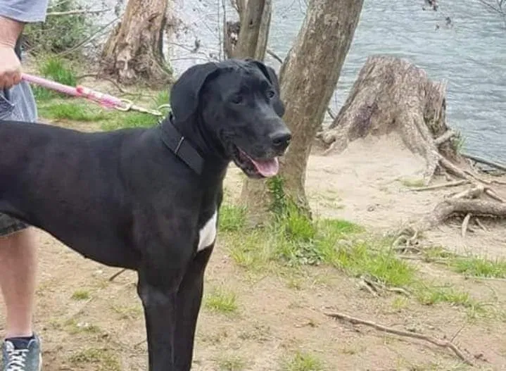 Lost dog in Sevierville, TN, 37876