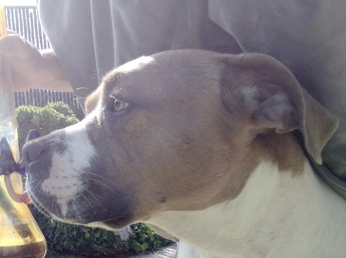 Lost dog in Oceanside, CA, 92056