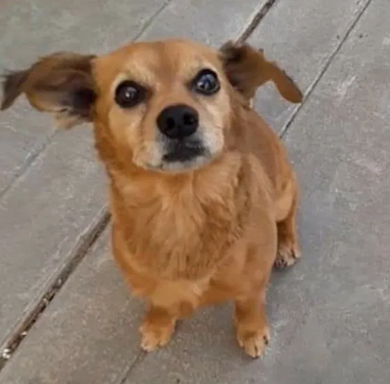 Lost dog in Merced, CA, 95348