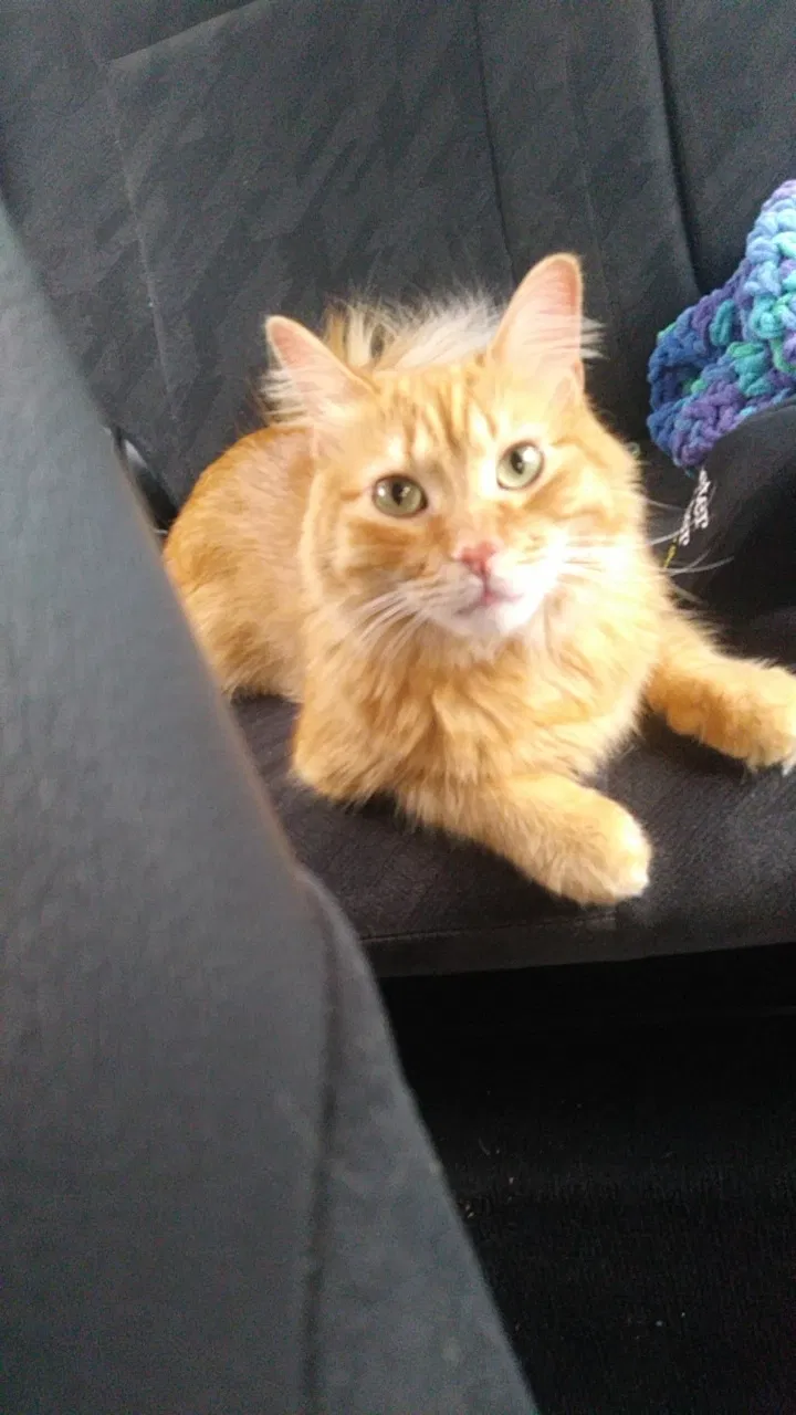 Lost cat in Phoenix, AZ, 85023