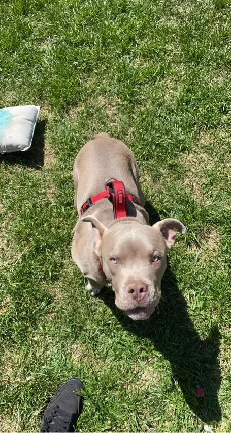 Lost dog in Lubbock, TX, 79414