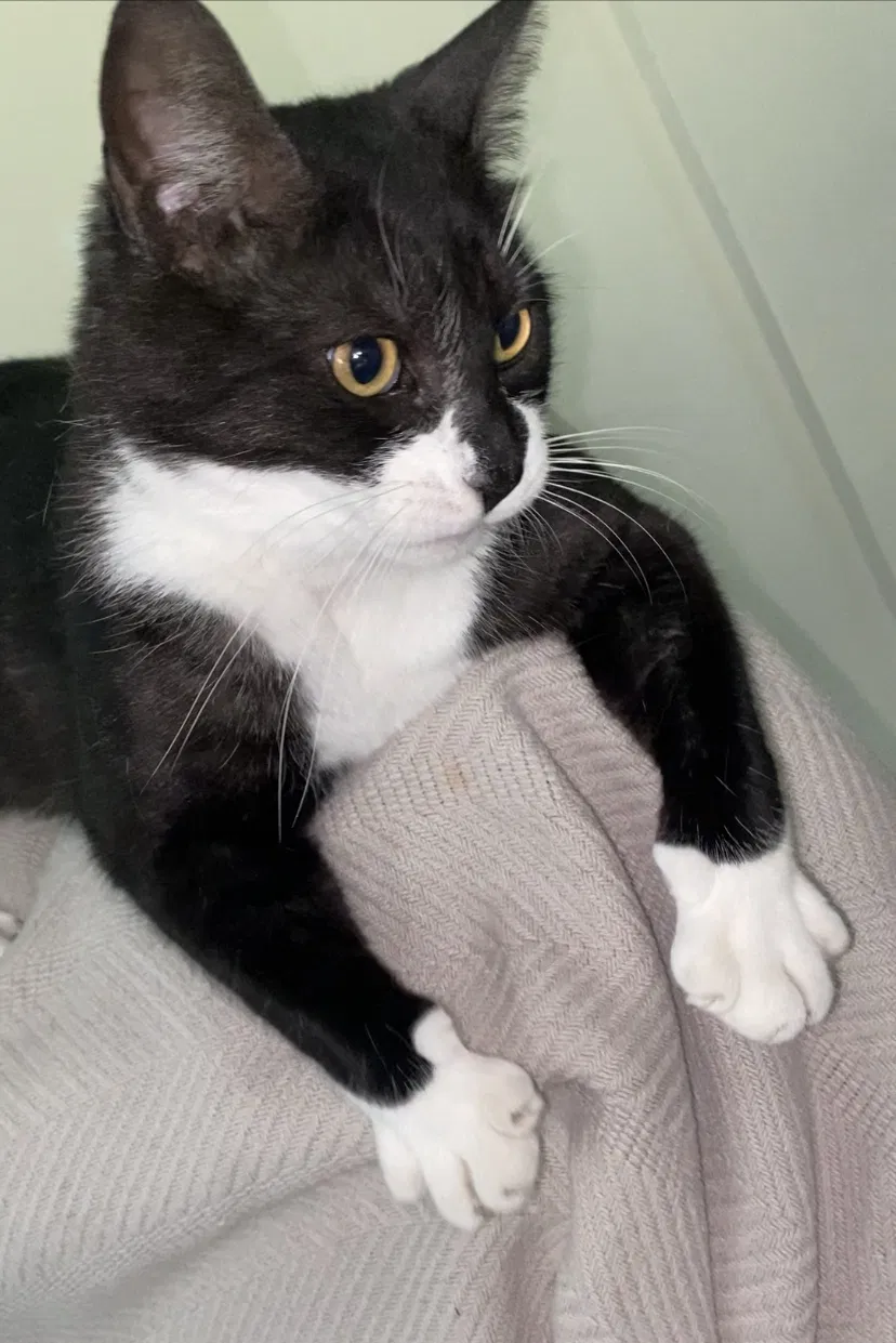 Lost cat in Covington, LA, 70433