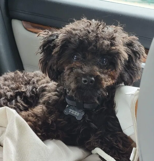 Lost dog in North Port, FL, 34287