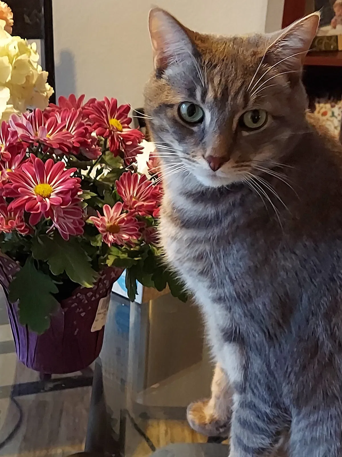 Lost cat in Littleton, CO, 80123