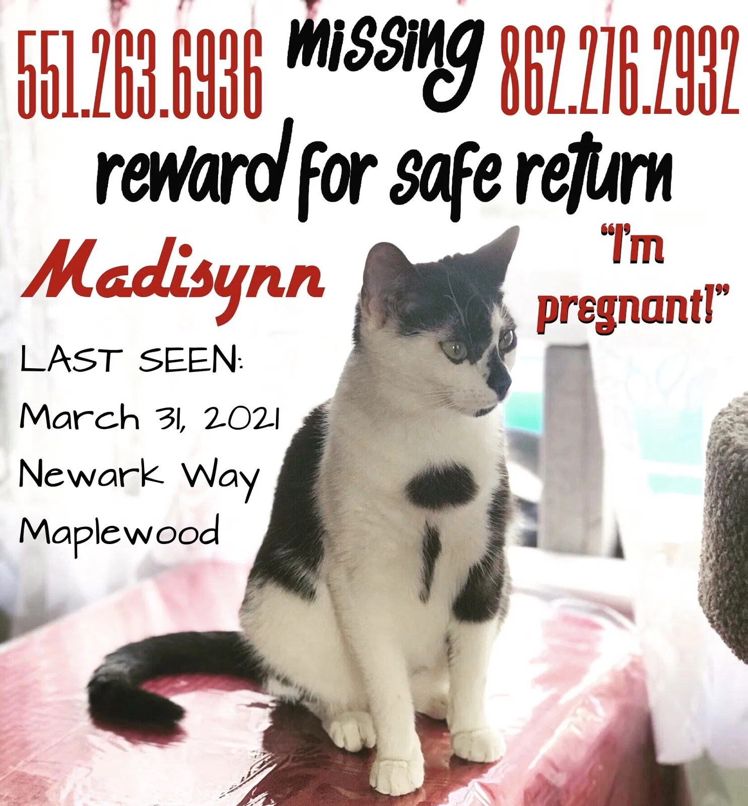 Lost cat in Maplewood, NJ, 7040