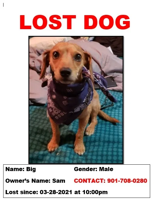 Lost dog in Memphis, TN, 38126