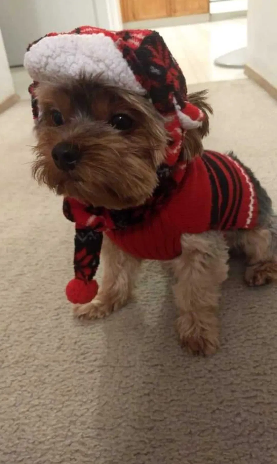 Lost dog in Pasco, WA, 99301
