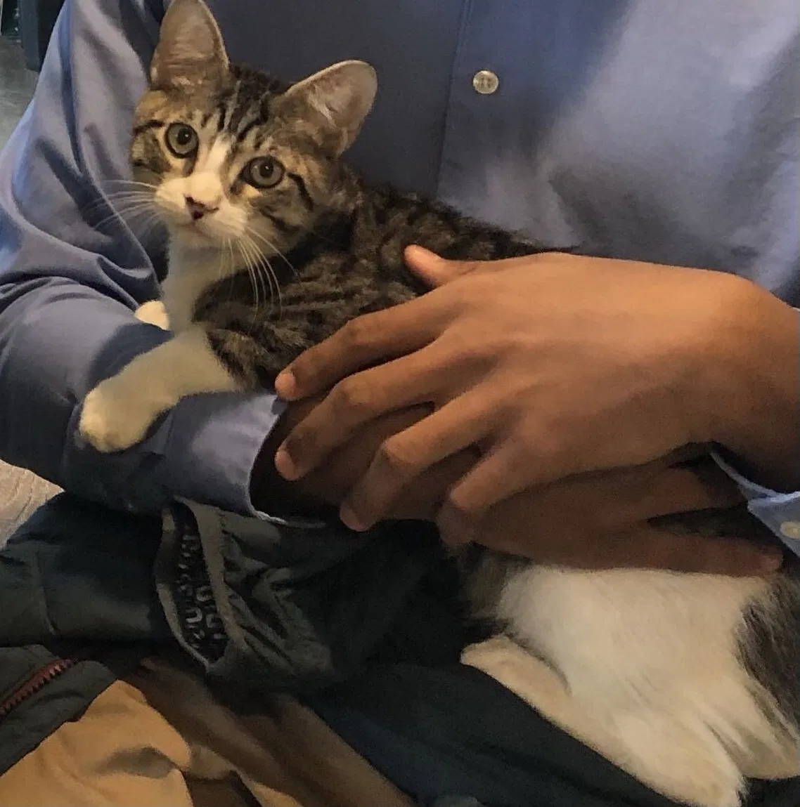 Lost cat in Chicago, IL, 60652